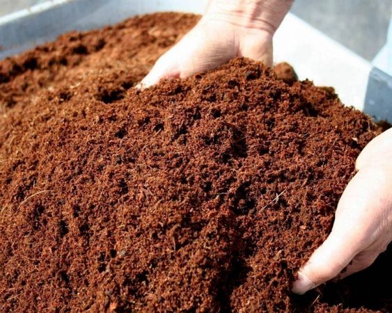 Κοκοφοίνικας 5kg