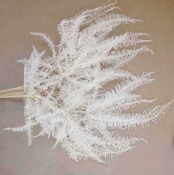 Bleached Dried Mountain Fern αποξηραμένο κλαδί 1τεμ