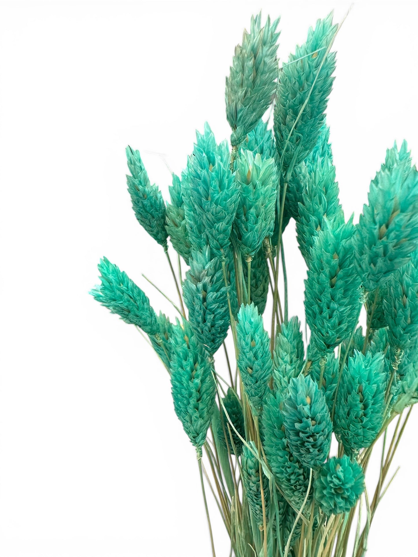 Phalaris 50εκ. Αποξηραμένο μπουκέτο οινοπνευματί 50τεμ.