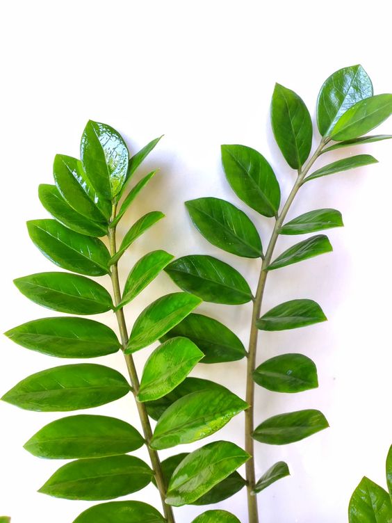 Ζάμια – Zamioculcas zamiifolia