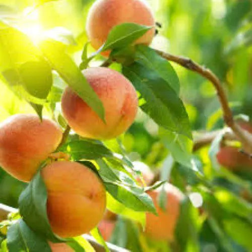 Ροδακινιά Χαλ (HALLE)