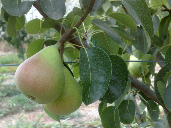 Αχλαδιά Κοντούλα