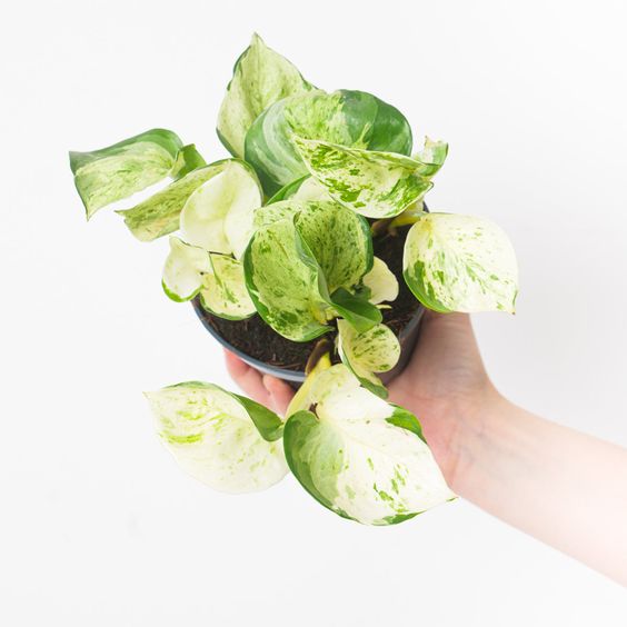 Πόθος – Epipremnum aureum “Happy Leaf”