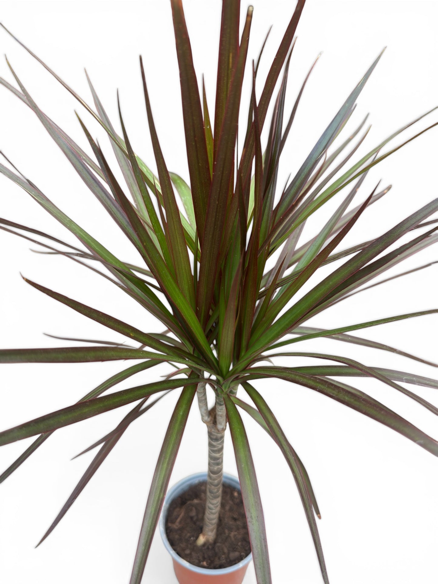 Δράκαινα Μαρτζινάτα - Dracaena marginata Φ13εκ.