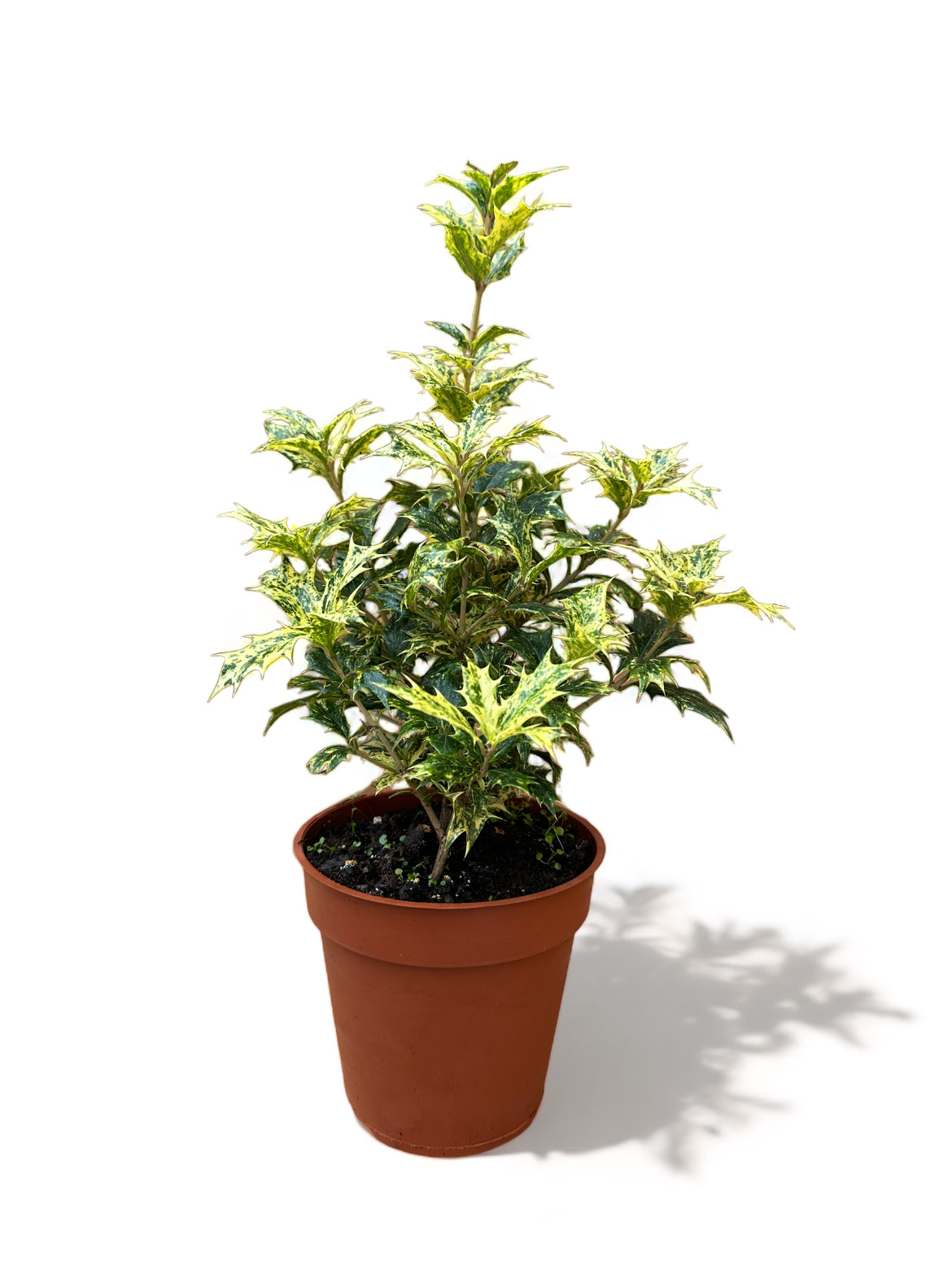 Οσμανθός OSMANTHUS heterophyllus 'Aureomarginatus'