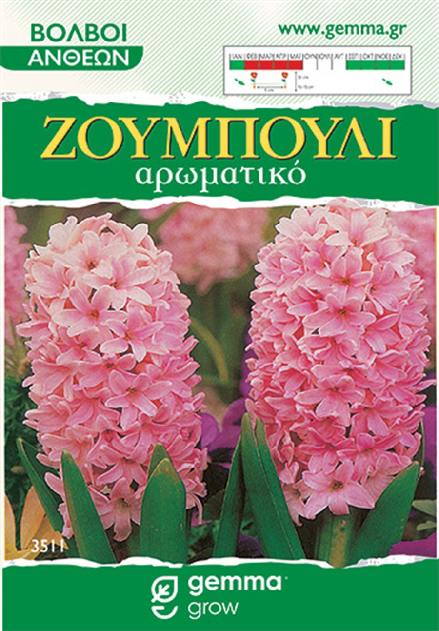 Ζουμπούλι ρόζ (Hyacinthus orientalis) 3511