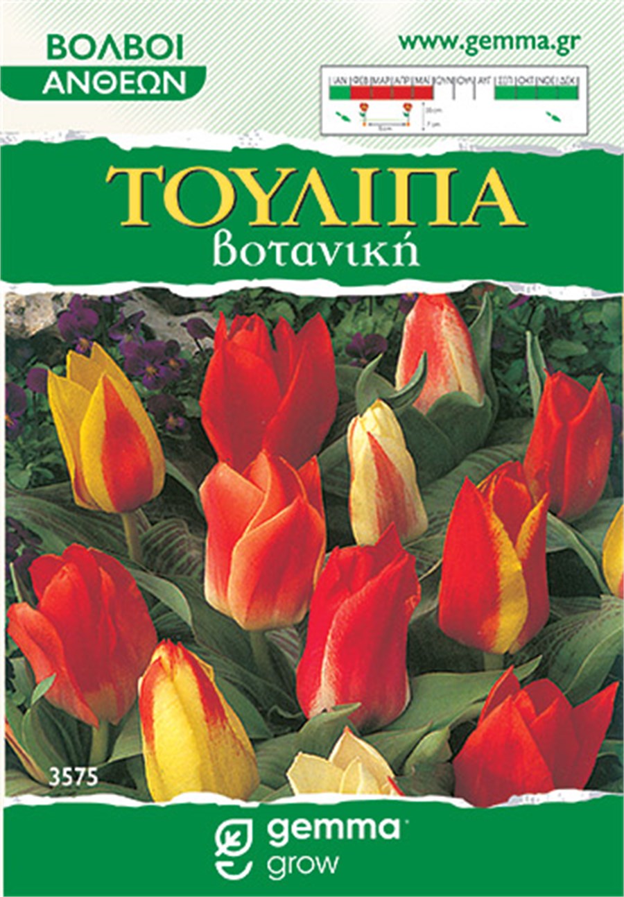 Τουλίπα βοτανική μίγμα