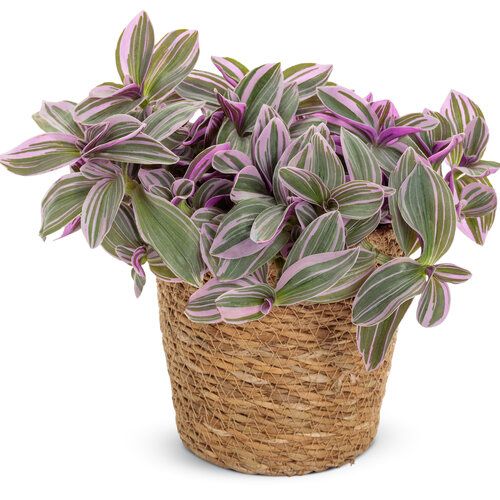 Τηλέγραφος – Tradescantia albiflora nanouk