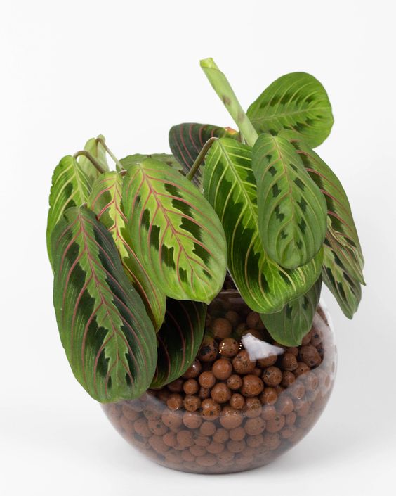 Διογκωμένη Άργιλος 5lt