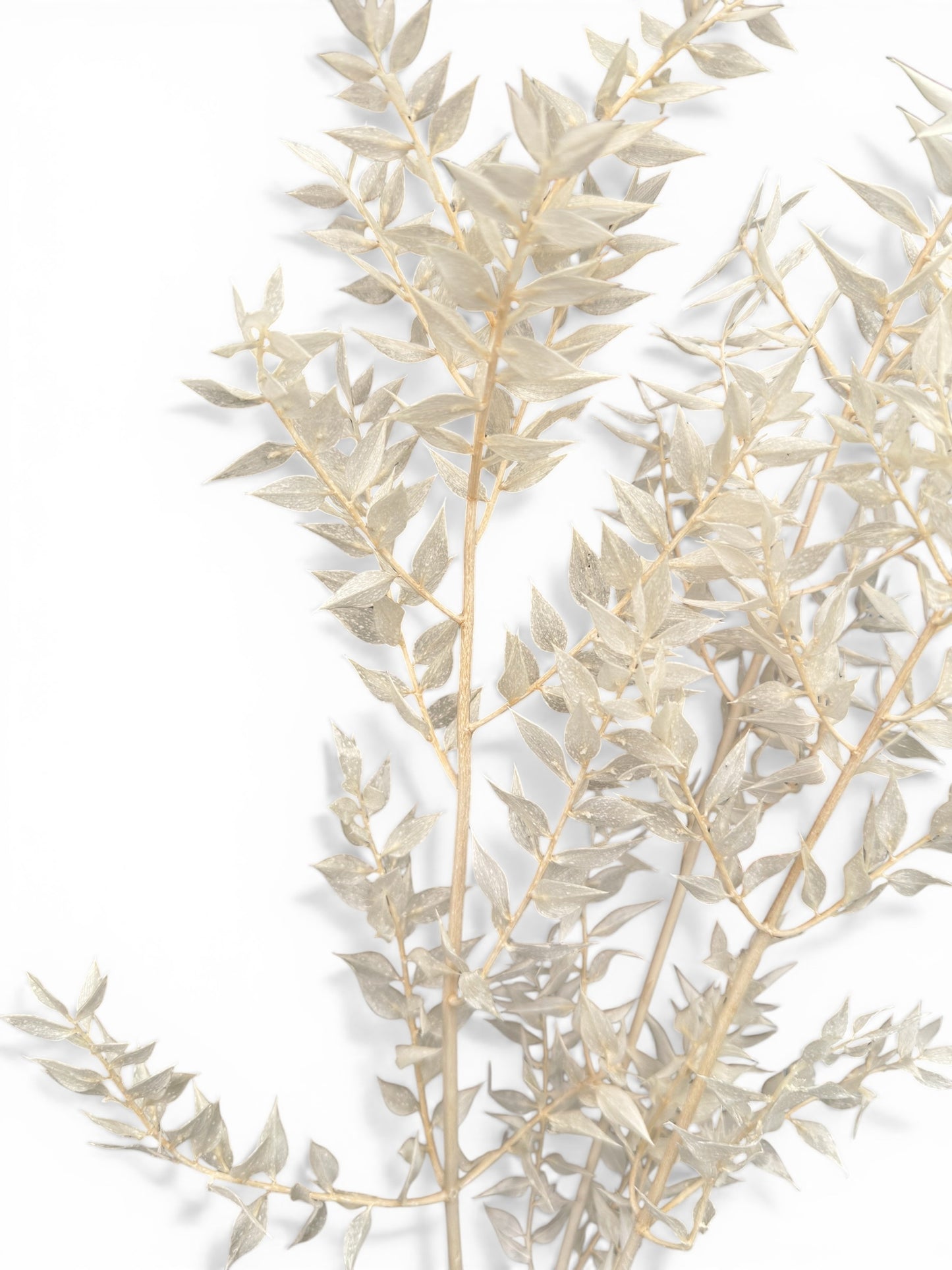 Ruscus αποξηραμένο μπουκέτο λευκό 60εκ. 3τεμ.
