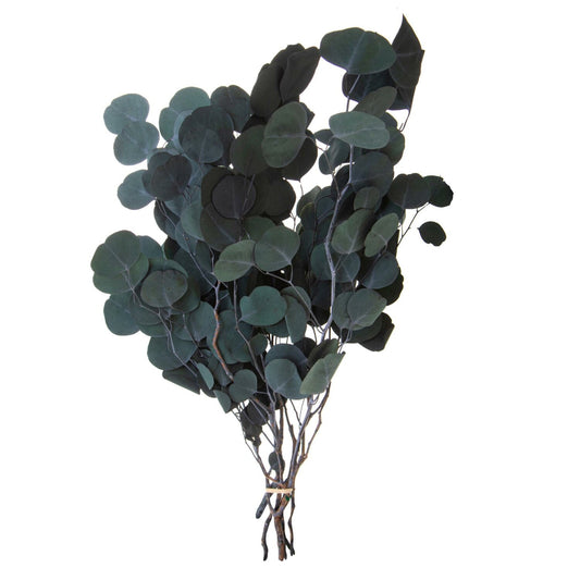 Ευκάλυπτος Αποξηραμένος 60cm