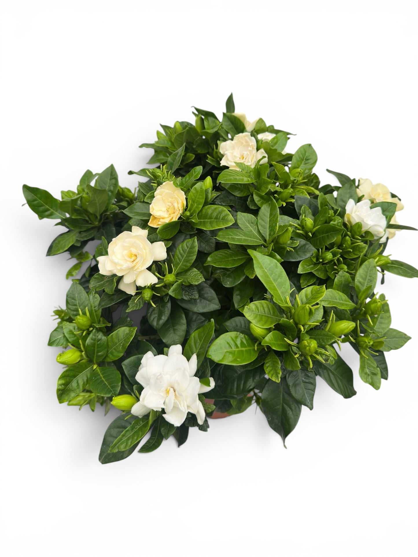 Γαρδένια (Gardenia jasminoides) Φ19εκ.