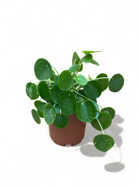 Πιλέα πεπερομιοδές Pilea peperomioides