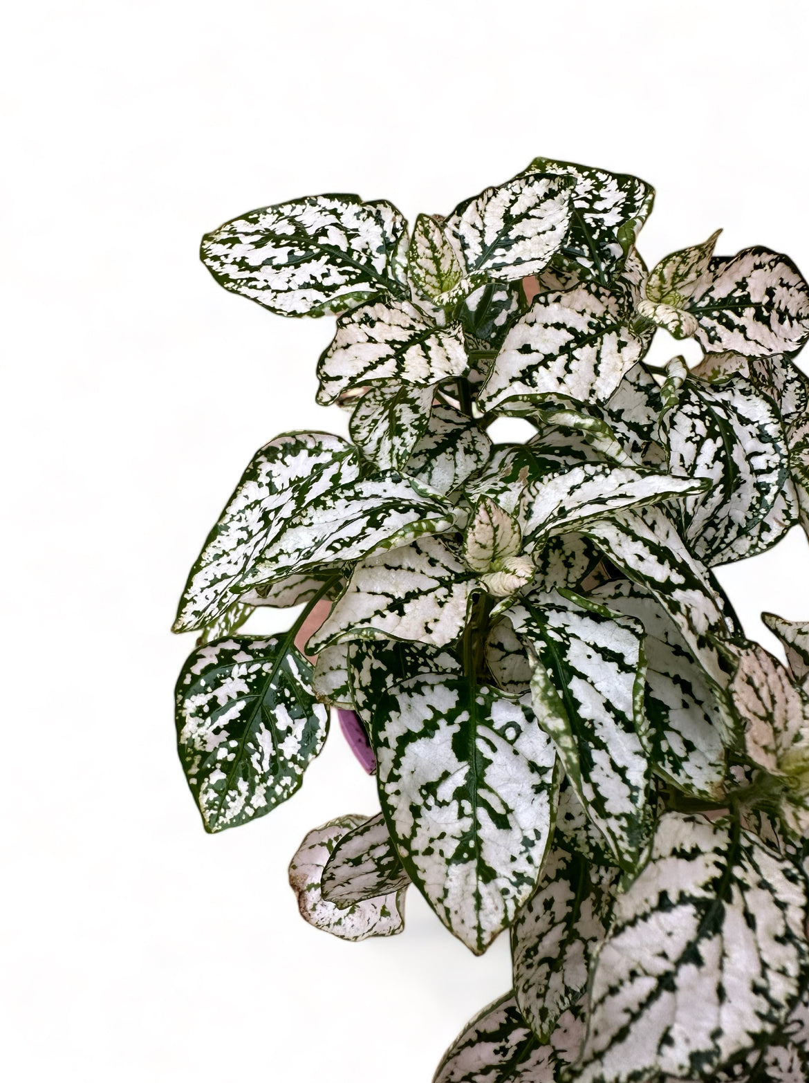 Πόλκα Polka Dot Plant λευκό