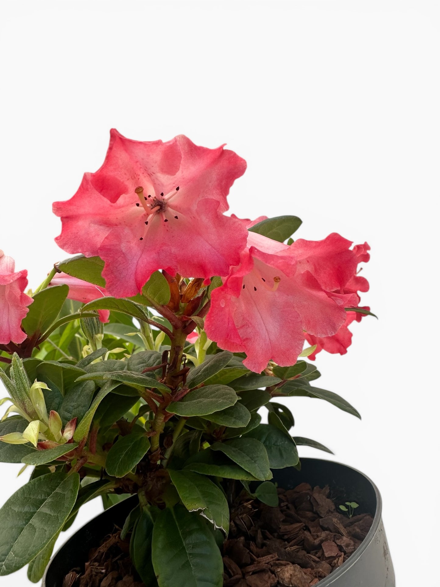 Ροδόδενδρο forrestii group ροζ - Rhododendron scarlet wonder Φ17εκ.