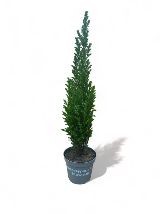 Χαμαικυπάρισσος Chamaecyparis ellwoodii