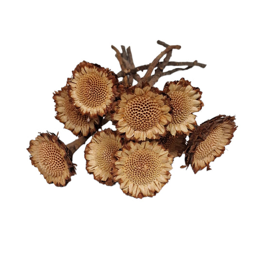 Protea 'Susannae Rosette' μπουκέτο 20-30εκ. 10τεμ.