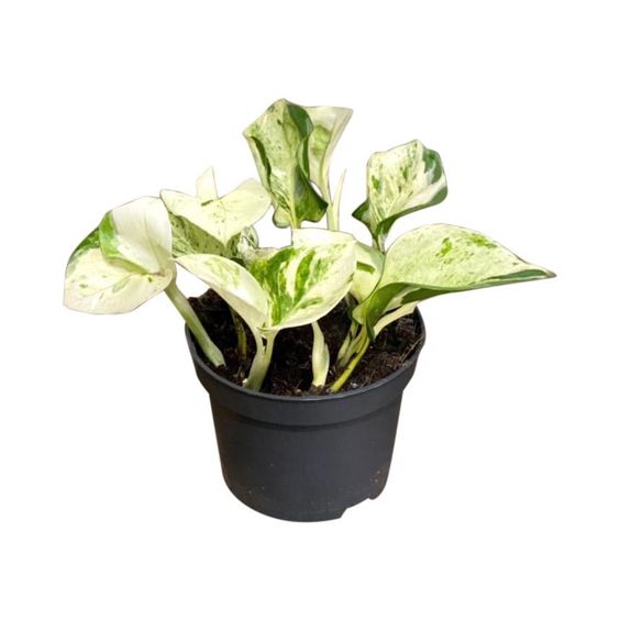 Πόθος – Epipremnum aureum “Happy Leaf”
