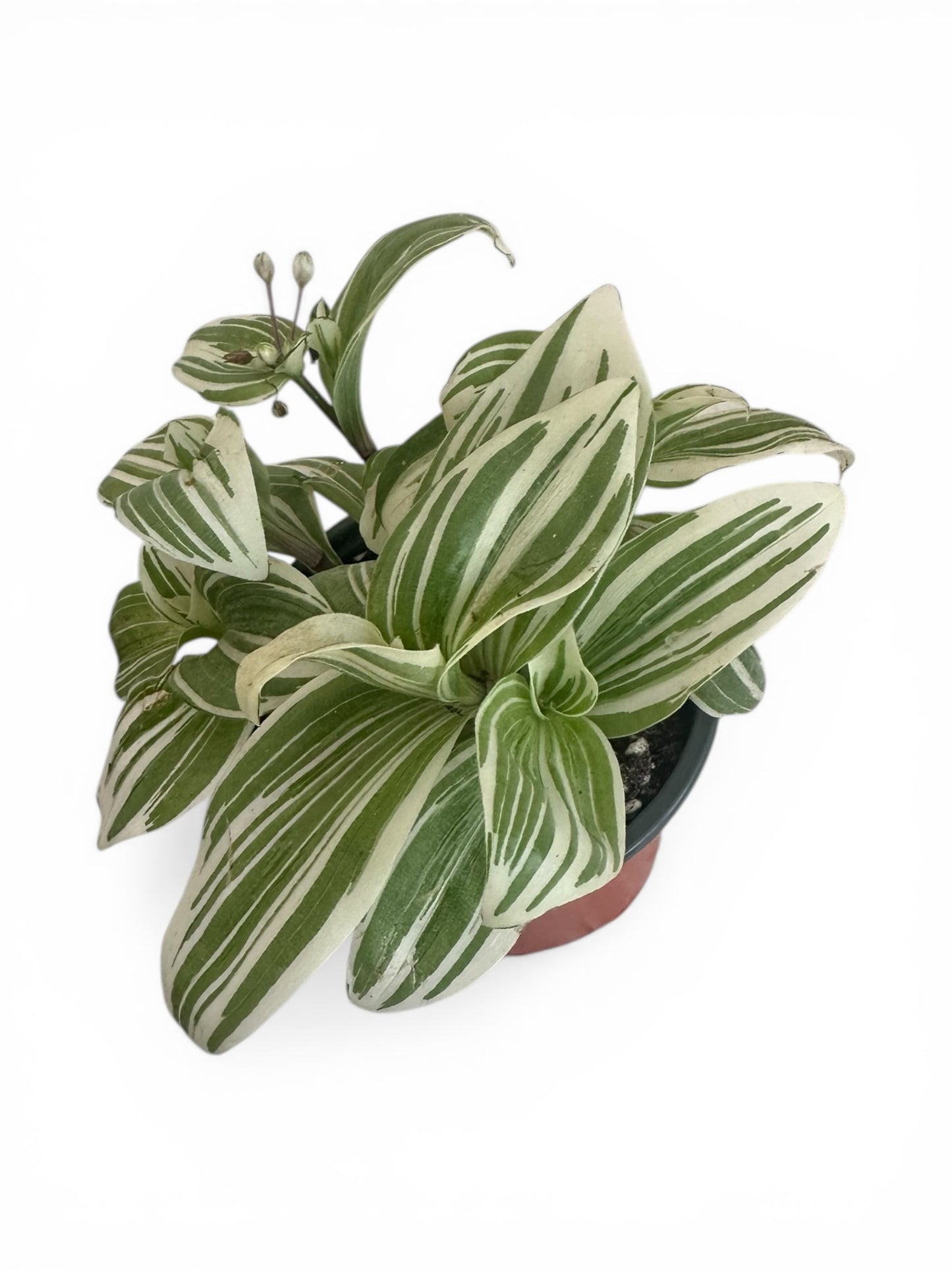 Τηλέγραφος λευκος – Tradescantia Φ9εκ.