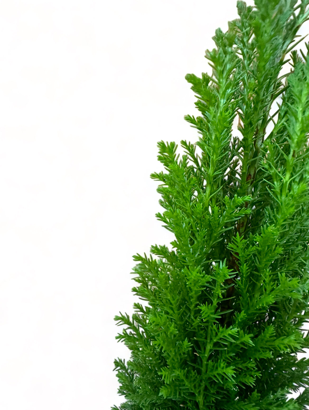 Χαμαικυπάρισσος Chamaecyparis ellwoodii Φ9εκ.