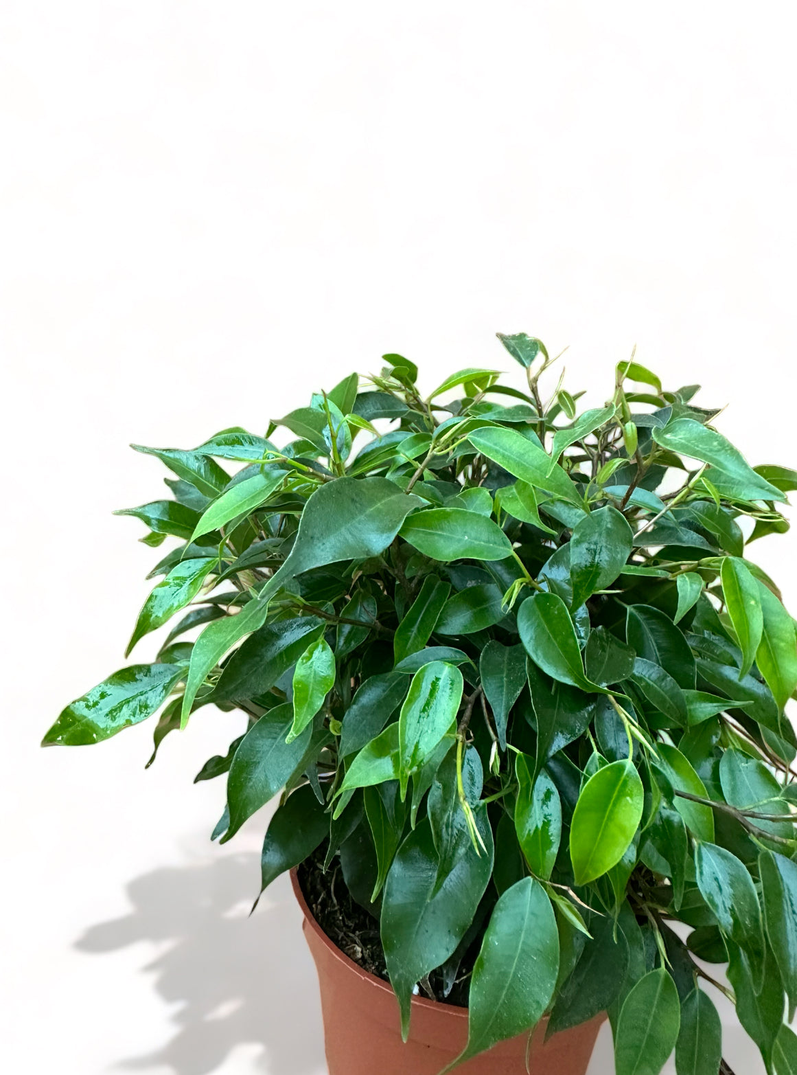 Φίκος μπένζαμιν Ficus Benjamina "Green Kinky" mini