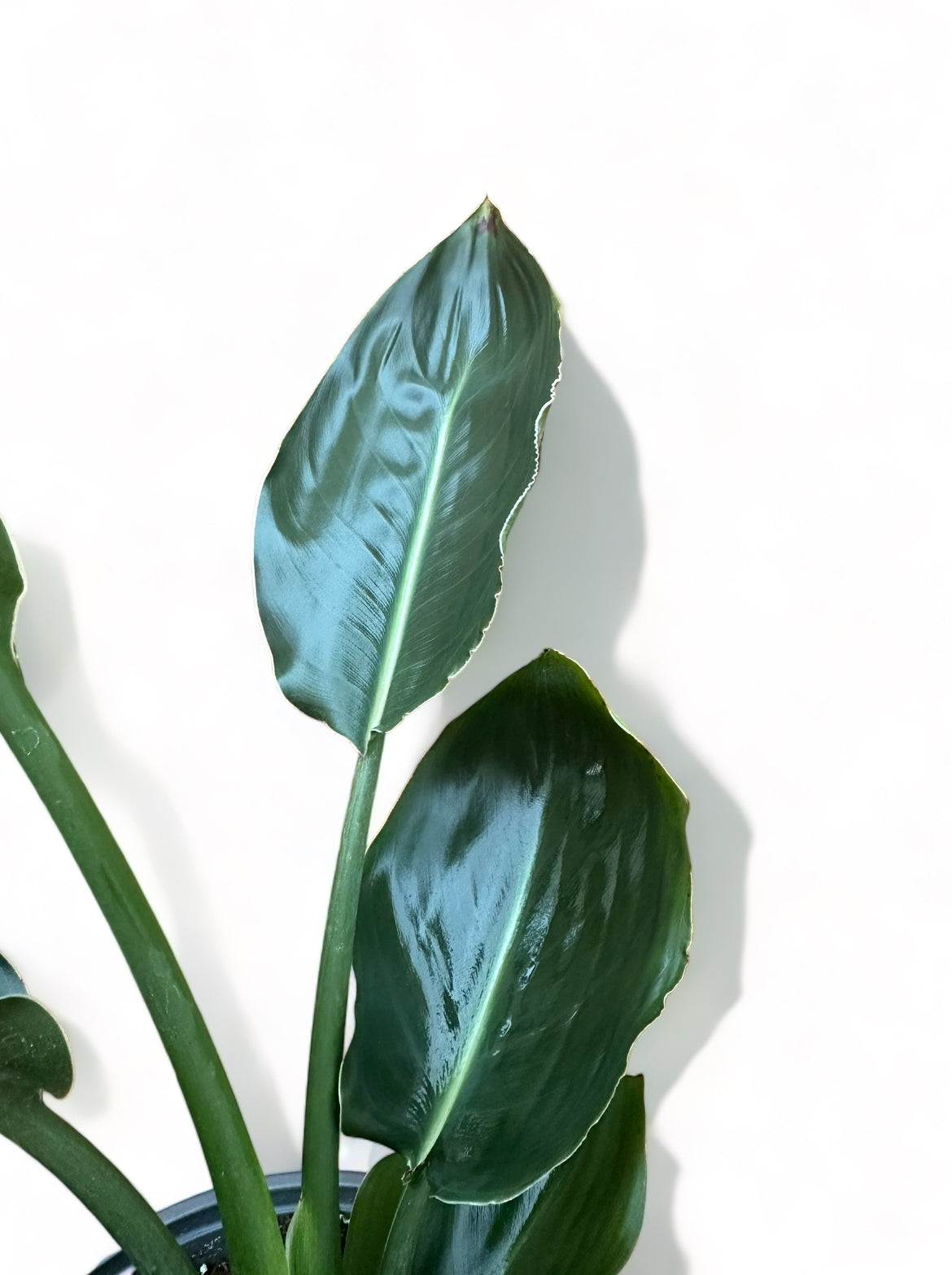 Στρελίτσια Strelitzia reginae (πουλί του παραδείσου)
