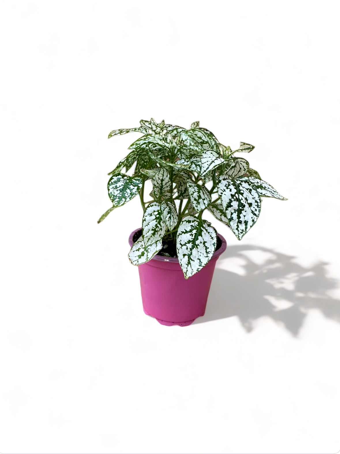 Πόλκα Polka Dot Plant λευκό
