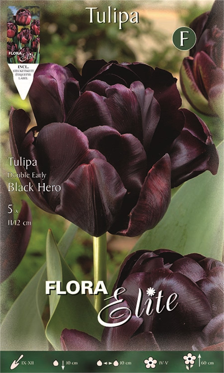 Τουλίπα Black hero