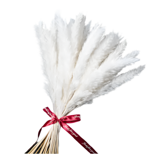 Pampas Grass Λευκό 60εκ. – Αποξηραμένο Κλαδί (1 τεμ.)