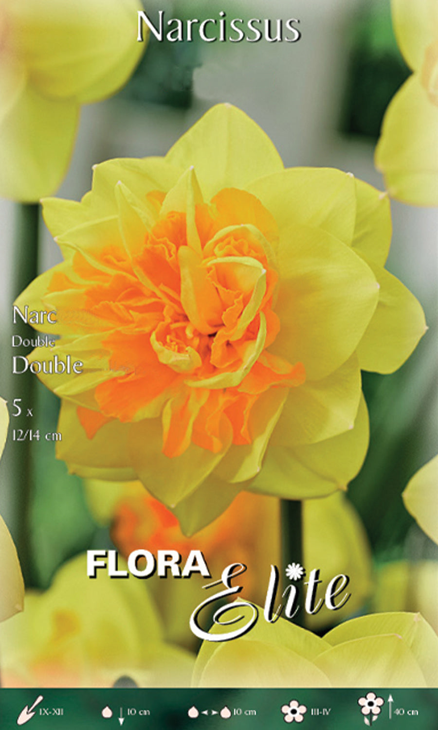 Νάρκισσος Double Sunrise 819339