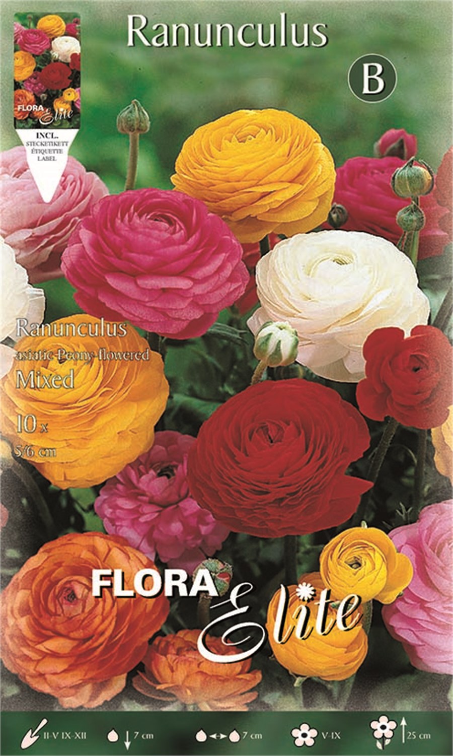 Νεραγκούλα (Ranunculus) Asiatic Μίγμα 847424