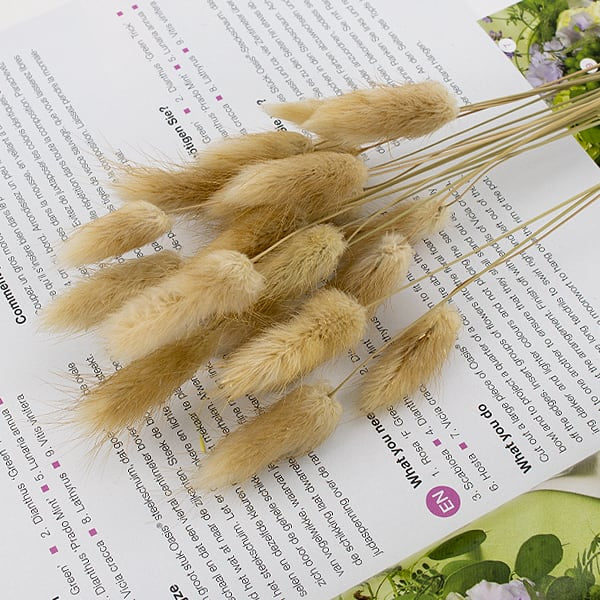 Bunny Tails Natural 40–50εκ. – Αποξηραμένο μπουκέτο (20 τεμ.)