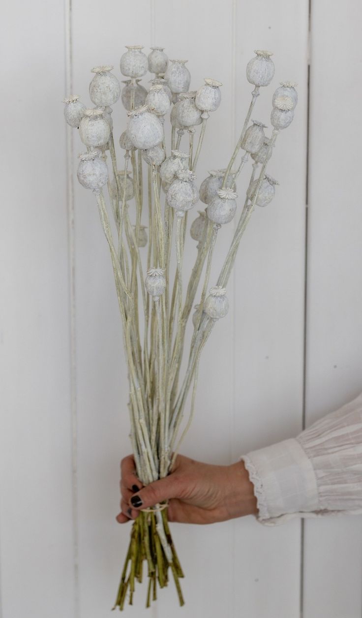 Papaver Bleached αποξηραμένο κλαδί 30-50 εκ. 2τεμ
