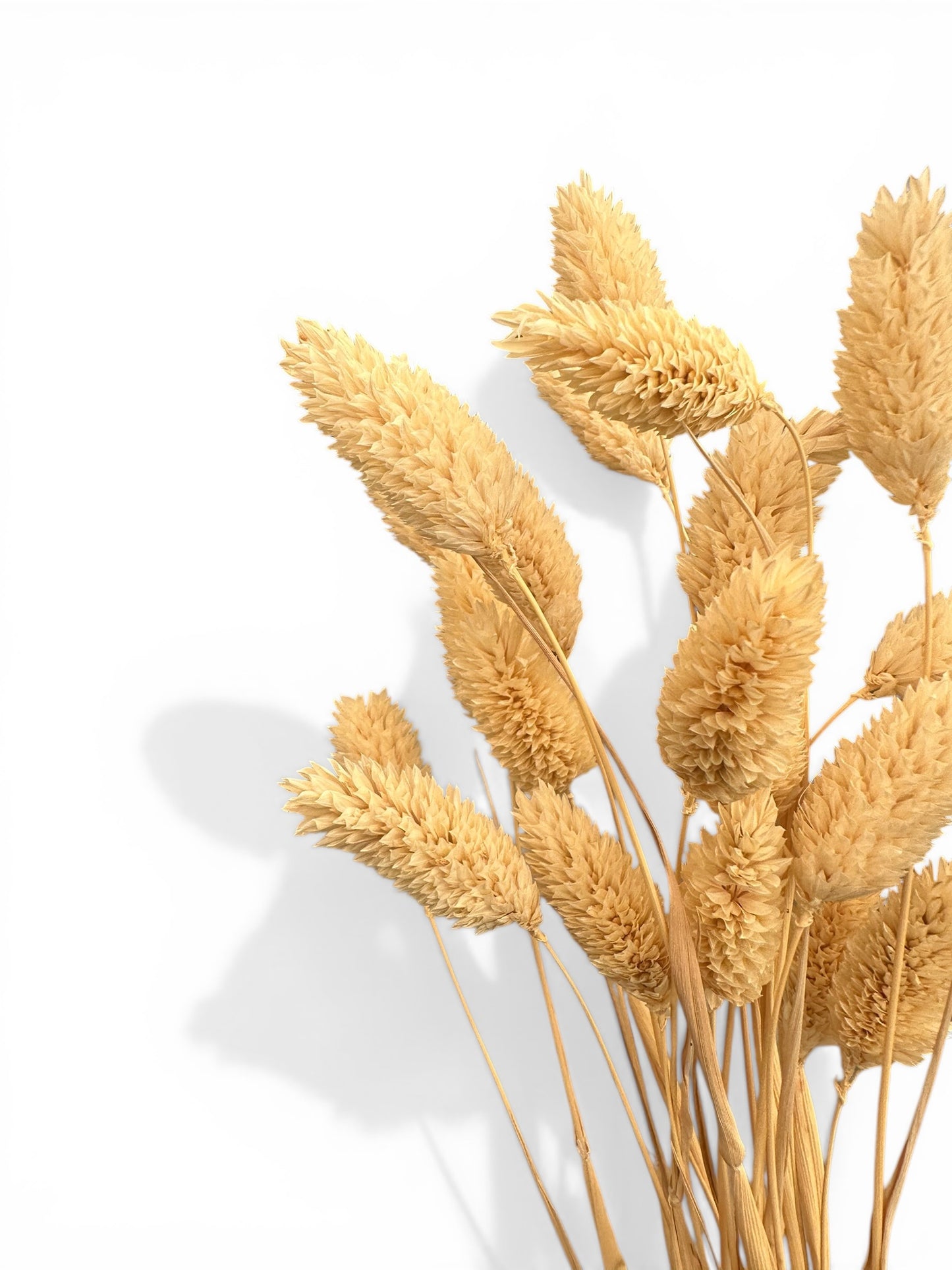 Phalaris 60εκ. Αποξηραμένο μπουκέτο Natural 20τεμ