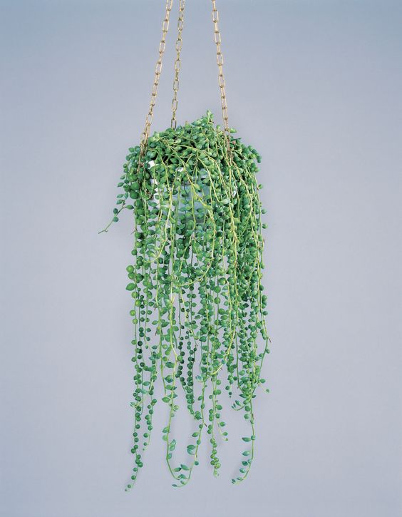 Σενέκιο – Senecio herreianus 45cm γλάστρα Φ12