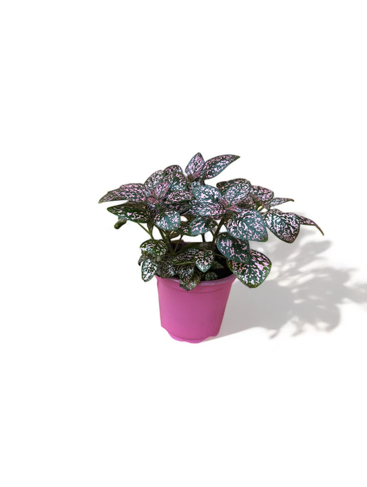 Πόλκα Polka Dot Plant ροζ