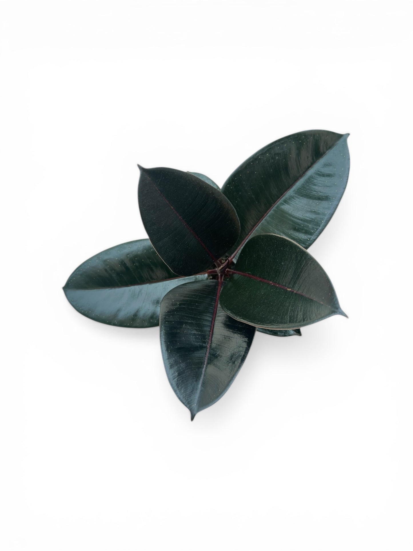 Φίκος Ficus elastica Φ15εκ.