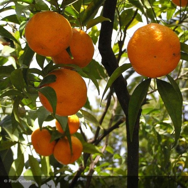 Μανταρινιά Ενκόρ (Encore)