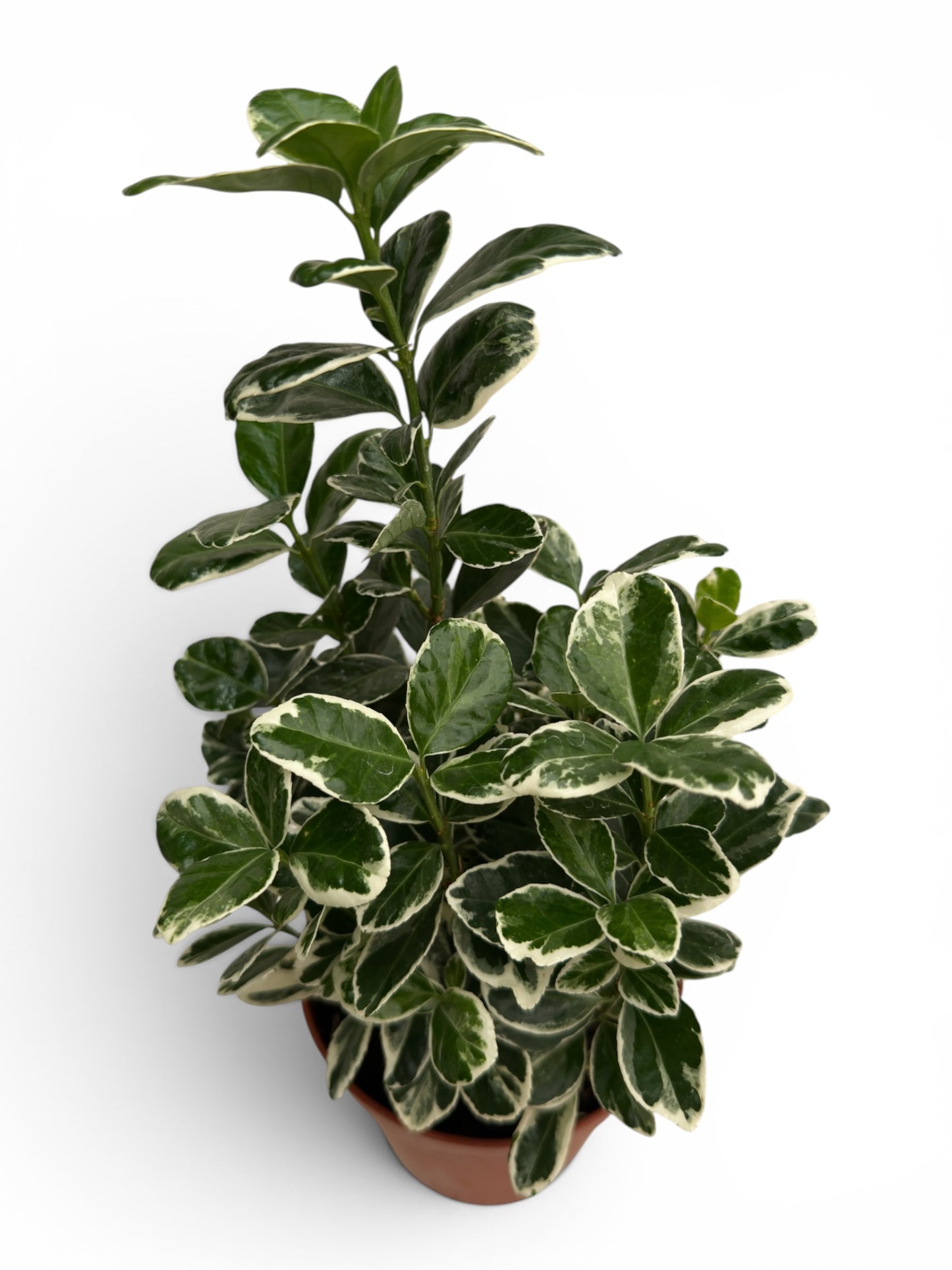 Ευώνυμο – Euonymus japonicus 'Kathy' Φ13εκ.