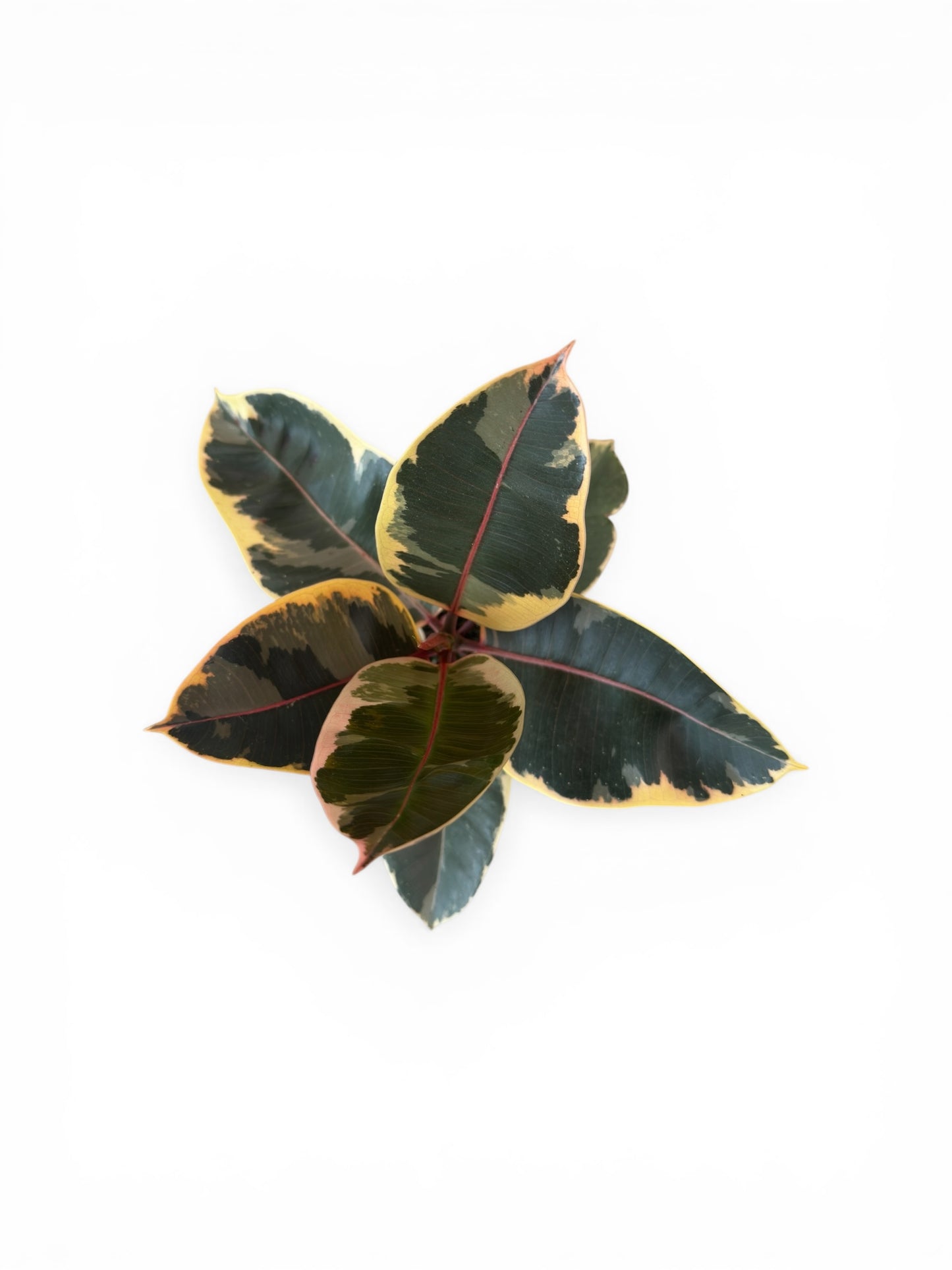 Φίκος Ficus elastica "Tineke" Φ15εκ.