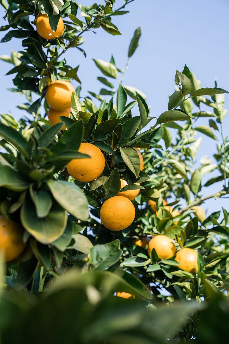 Πορτοκαλιά Βαλέντσια (Valencia)