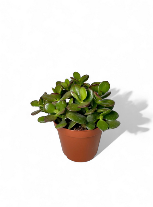 Παχύφυτο Κρασούλα - Crassula ovata 'Minima' Φ8,5εκ.