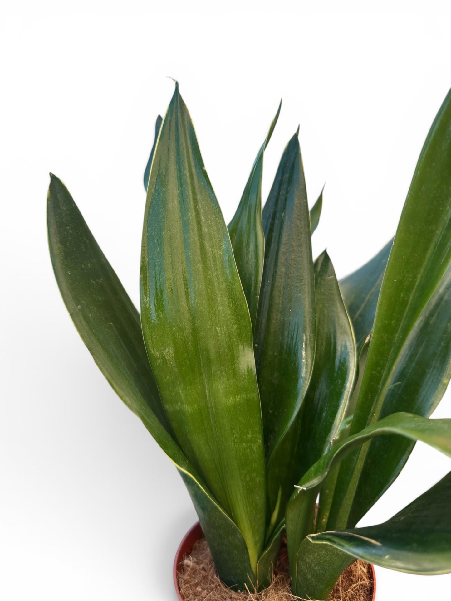 Σανσεβιέρια - Sansevieria Φ12εκ.