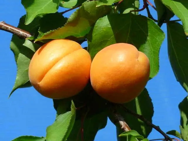 Βερικοκιά Διαμαντοπούλου