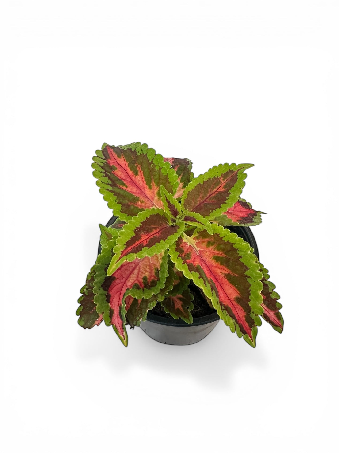 Ωραίο φύλλο - Coleus Kong Rose Φ13εκ.