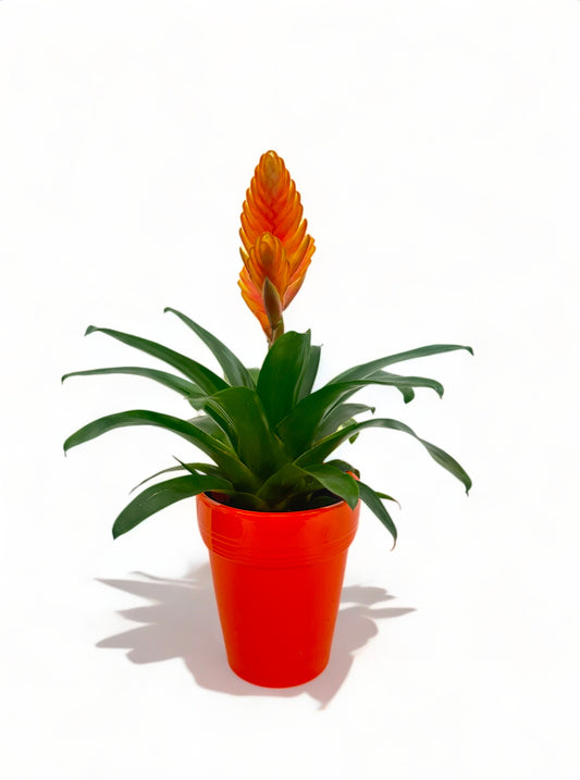 Βριέζια πορτοκαλί με πορτοκάλι κεραμικό κασπώ 44*14