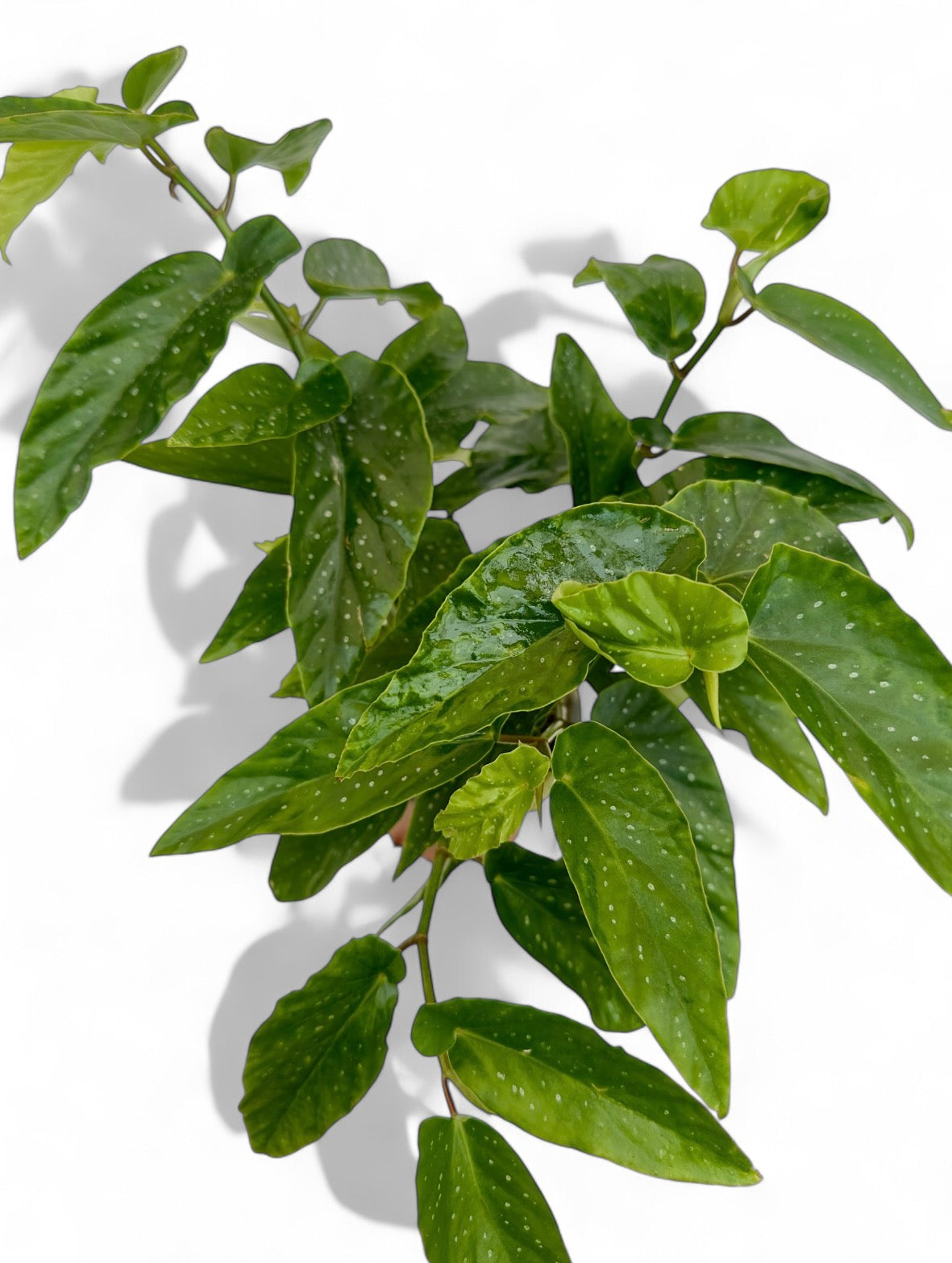 Μπιγγόνια Begonia coccinea hook κόκκινο Φ13