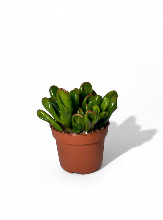 Παχύφυτο Crassula Ovata 'Gollum' Φ10,5εκ.