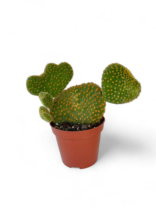 Κάκτος Opuntia microdasys (Bunny Ear) Φ8.5εκ.