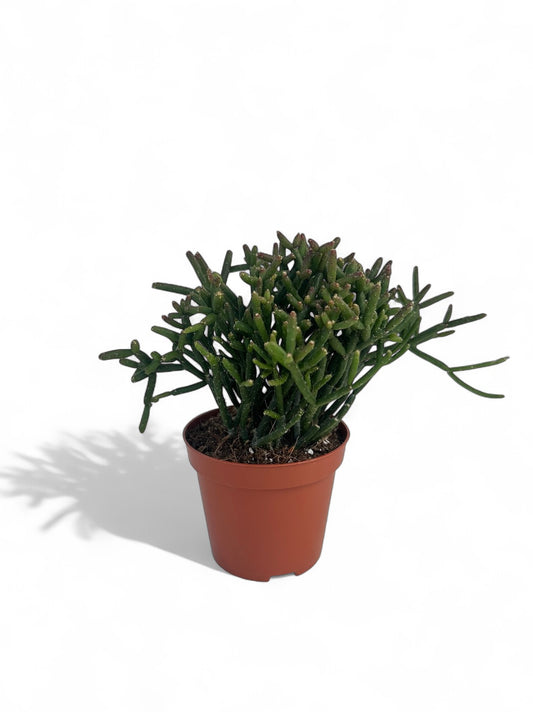 Κάκτος Rhipsalis burchellii Φ8.5